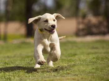 Cachorro correndo