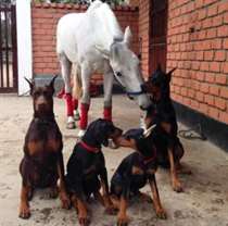 A turma de amigos fica completa com o cavalo Contino. (Foto: Reprodução / Instagram @thedobieteam)