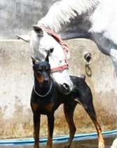 Mas, de toda a turma, uma amizade é especial, a do cão Boss com o cavalo Contino. (Foto: Reprodução / Instagram @thedobieteam)