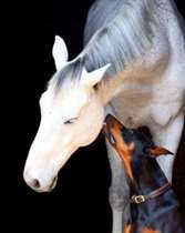 O cão e o cavalo se deram muito bem desde o primeiro instante e logo se tornaram melhores amigos. (Foto: Reprodução / Instagram @thedobieteam)