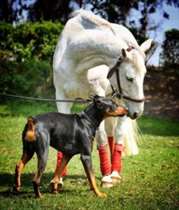 A bela amizade entre os animais é cheia de amor e confiança e continua a crescer. (Foto: Reprodução / Instagram @thedobieteam)