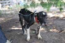 O caso era grave e a expectativa era de que ela tinha apenas poucos dias de vida. (Foto: Reprodução / SPCA do Texas / Madeline Yeaman)