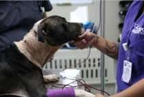 A cadela então apresentou sinais de melhora, mas segue um longo caminho de tratamentos para ficar 100%. (Foto: Reprodução / SPCA do Texas / Madeline Yeaman)