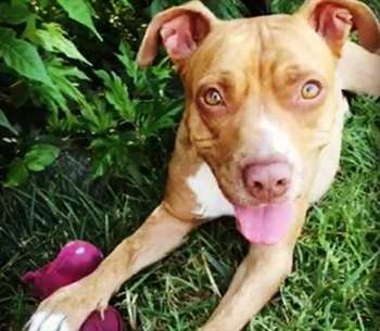 A cadela Maggie foi encontrada vagando sozinha. Quando não encontraram seu antigo tutor, ela foi adotada pela família Corso. (Foto: Reprodução / Crystalyn Corso)