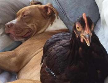 Pit Bull e galinha se deram muito bem assim que se conheceram. (Foto: Reprodução / Crystalyn Corso)