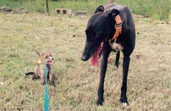 Os animais adoram ficar juntos. (Foto: Reprodução / Sugarshine Farm Sanctuary)