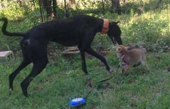 Brincar juntos é uma diversão. (Foto: Reprodução / Sugarshine Farm Sanctuary)