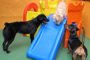 Mundo Pet contará com espaço interativo para os bichos de estimação e agenda de eventos e atrações. (Foto: Reprodução / Clara Velasco / G1)