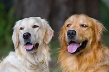 casal_caes_golden_retriever