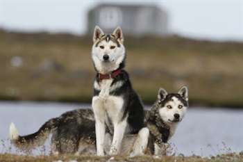 husky siberiano