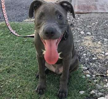 Mack é um cão cego, mas muito feliz com a família amorosa que ganhou. (Foto: Reprodução / Miracle Mack)