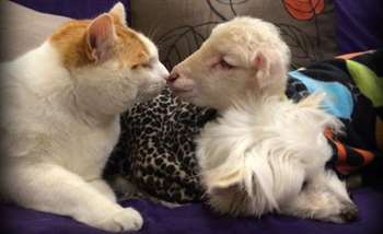 Em seguida, Kenny ganhou o amor também dos gatos. (Foto: Reprodução / Gunyah Animal Healing Sanctuary)