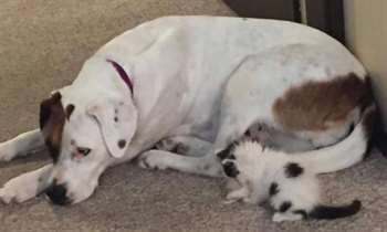 Opal passou a se sentir a mãe de Roxxy e não deixava a gatinha sozinha em nenhum momento.(Foto: Reprodução / Macy Thorne)