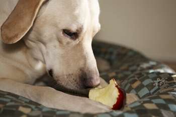 cao-comendo-maca