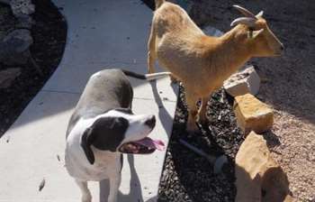 Os animais se conhecem desde que eram apenas bebês. (Foto: Reprodução / Tara Hamilton)