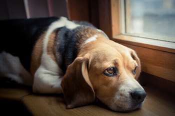 Como um cão expressa a dor