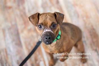 O cão recebeu tratamento e ficou bem, mas continuou com uma cicatriz branca em seu focinho. (Foto: Reprodução / Facebook Windsor/Essex County Humane Society)