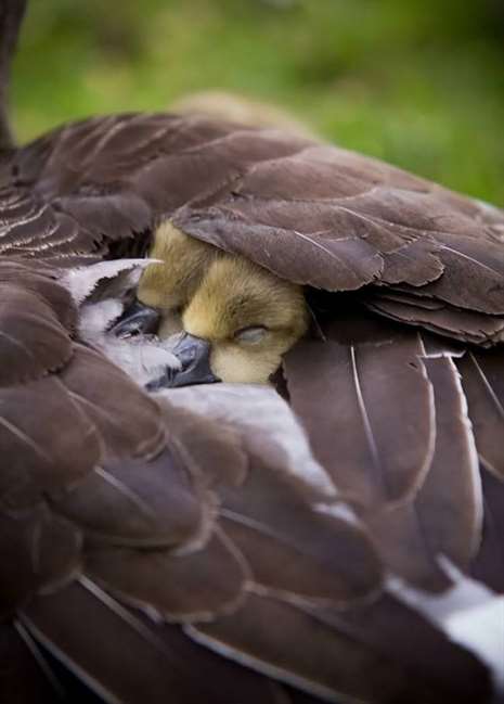 Foto: Tudo Interessante