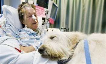 hospital-do-canada-com-pets