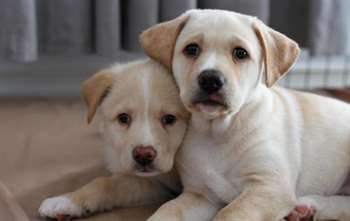 Já no Canadá, a cadela teve dois filhotes, Stella e Harley. (Foto: Reprodução / Dog Tales Rescue and Sanctuary)