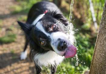 cachorro sofre com temperaturas altas