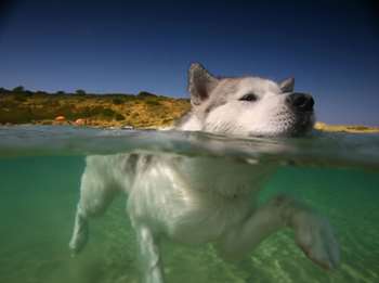 cachorro nadando