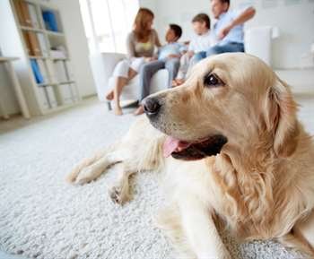 cachorro e família