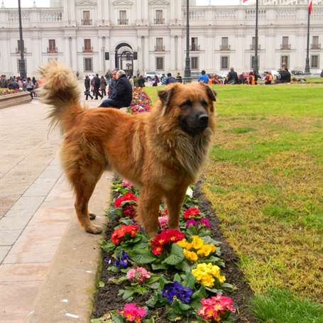 cão de rua de santiago