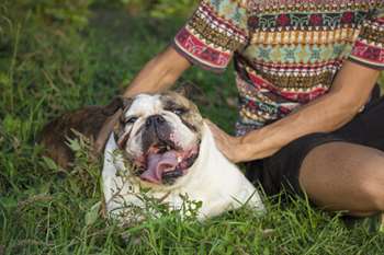 carinho em cães