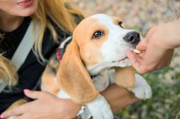 gratificação para cães