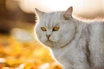 pelo do gato mais brilhante