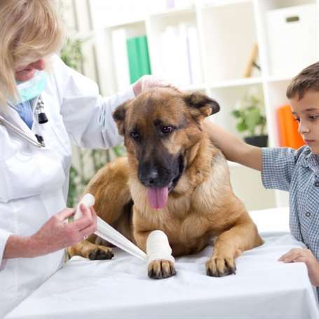 cão ferido