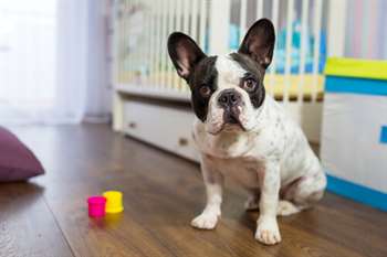 quebra-cabeças para cães