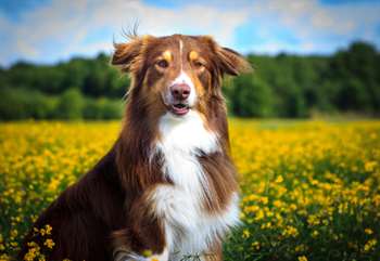 cão no campo