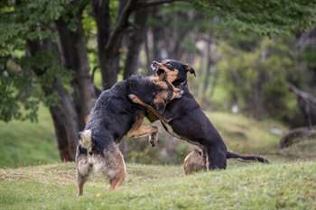 brigas organizadas de cães