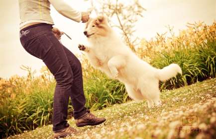 cão feliz com dona