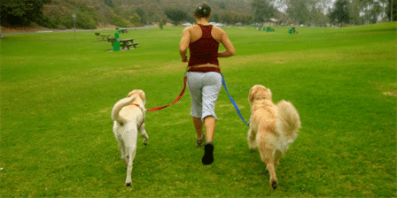 cães passeando