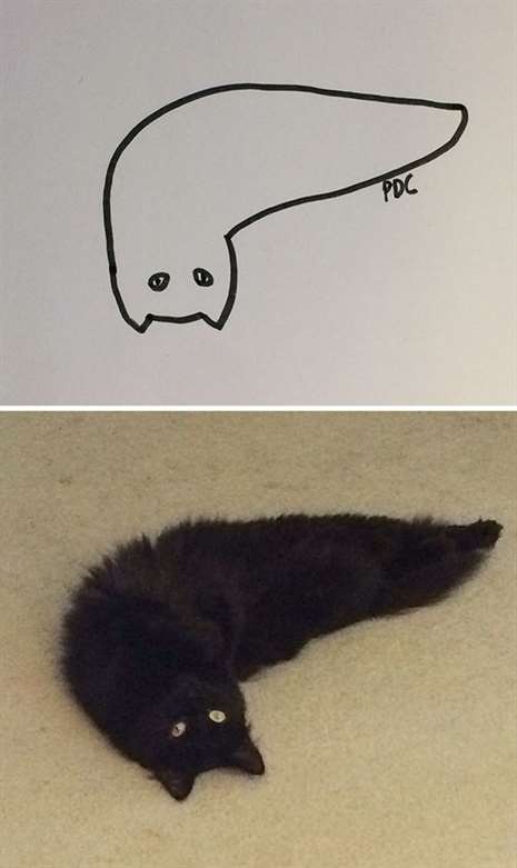 Foto: Poorly Cat Draw