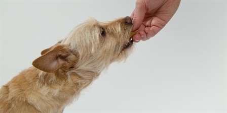 Cão comendo petisco