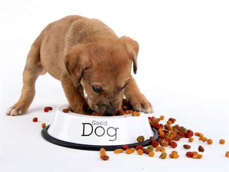 cão comendo