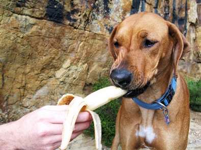 cão comendo banana