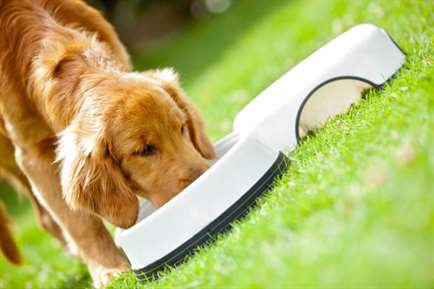 cão comendo