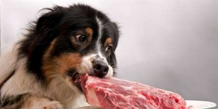 cão comendo carne