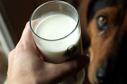 cão leite