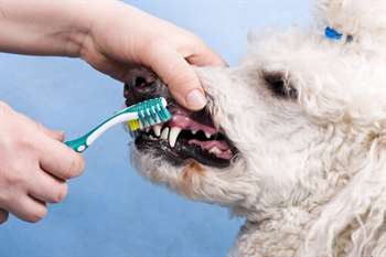 Escovando os dentes do cachorro