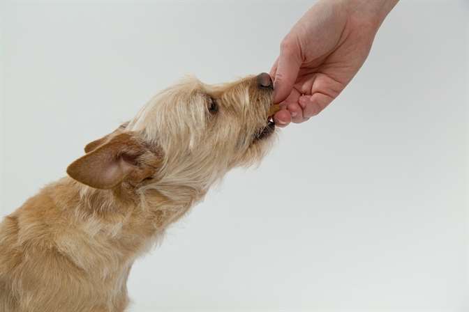 Cão comendo petisco