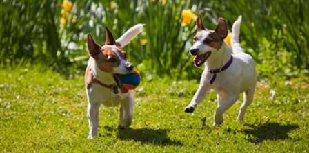 cães primavera