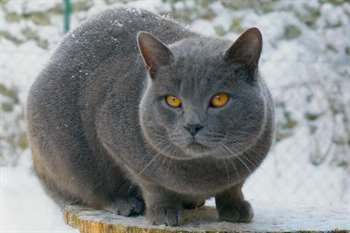 Raças de gato de pelo curto