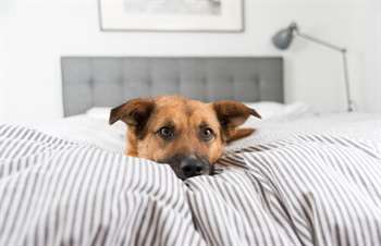 Cachorro deitado na cama dos donos