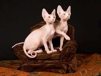 Sphynx: O gato Esfinge… que tal esse gato sem pelos?